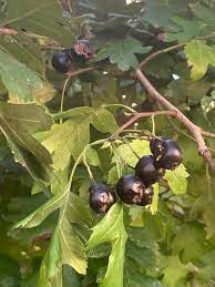 Black hawthorn Crataegus pentagyna seeds for wildlife hedge